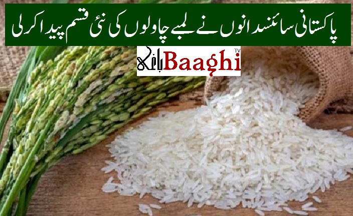 پاکستانی سائنسدانوں نےلمبے چاولوں کی نئی قسم پیدا کرلی