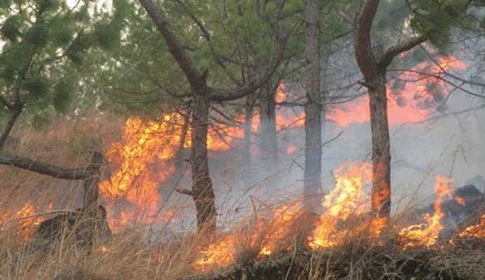 استور کے جنگل میں آگ پر تاحال قابو نہ پایا جاسکا،ہزاروں درخت جل گئے