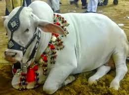 قربانی کے جانوروں کی بیرونی ملک نقل و حمل روکنے کے لئے دائر درخواست پر سماعت