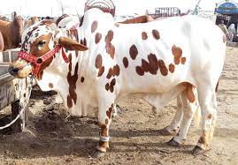 کالعدم تنظیموں پر قربانی کی کھالیں اکٹھی کرنے پر پابندی