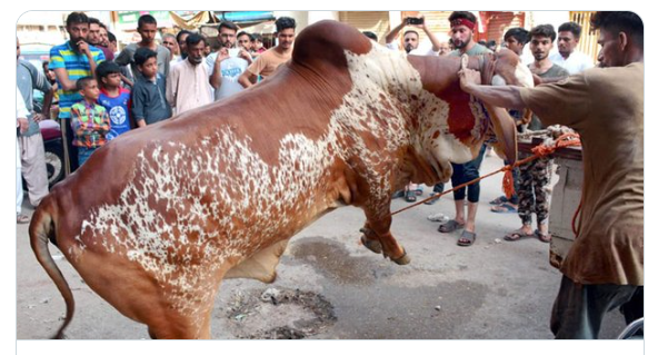 عید کا دوسرا روز،قربانیاں جاری، شدید گرمی ،بجلی غائب، گیس بھی بند