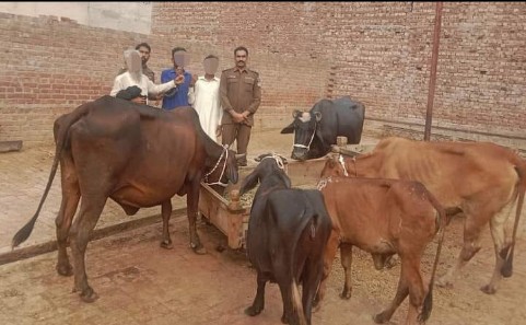 مویشی چور گینگ گرفتار،5 مویشی برآمد،مویشی مالکان کو واپس