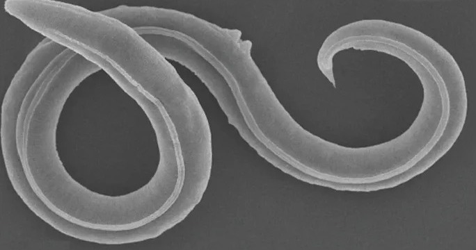 سائنسدانوں نےسائبیریا کی برف کےنیچے 46 ہزارسال سےمنجمد کیڑےہوش میں لےآئے