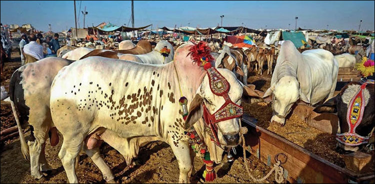 پشاور میں قربانی کے دوران 424 افراد زخمی ہوئے