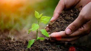 ضلع خیبر میں شجر کاری مہم جاری