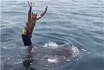 ایرانی شخص کی خلیج فارس میں وہیل شارک پرسواری کرنے کی ویڈیو وائرل