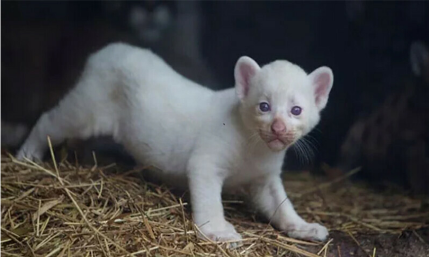 دنیا میں اپنی نوعیت کے صرف چار میں سے ایک بچہ