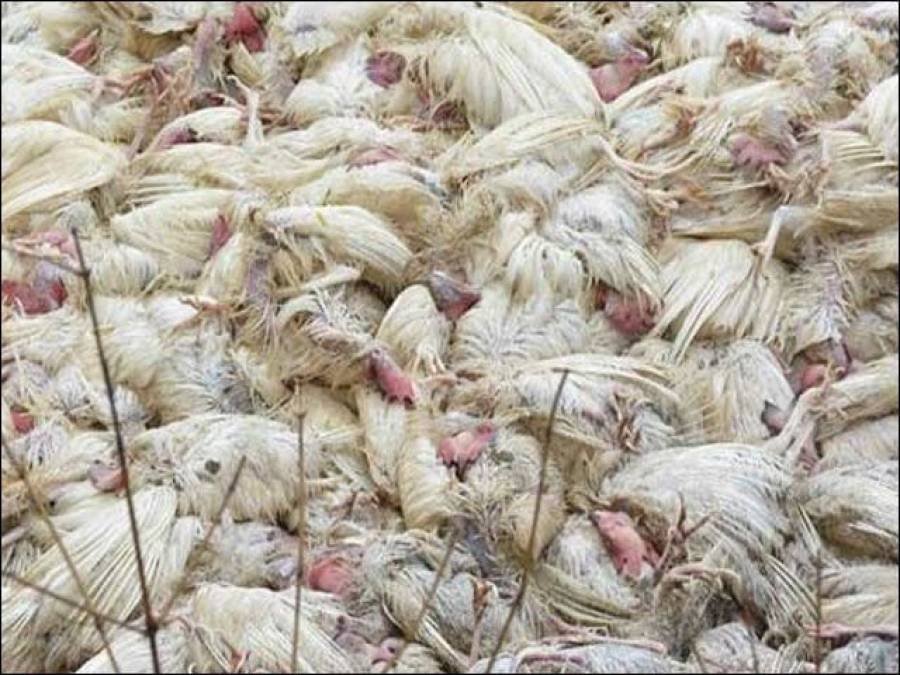 برڈ فلو کے ایک اور کیس کی تصدیق ، لاکھوں مرغیاں تلف کرنیکا فیصلہ