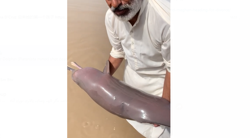 دریائے سندھ کی نایاب ڈولفن کو نامعلوم دیہاتیوں نے گولی مار دی