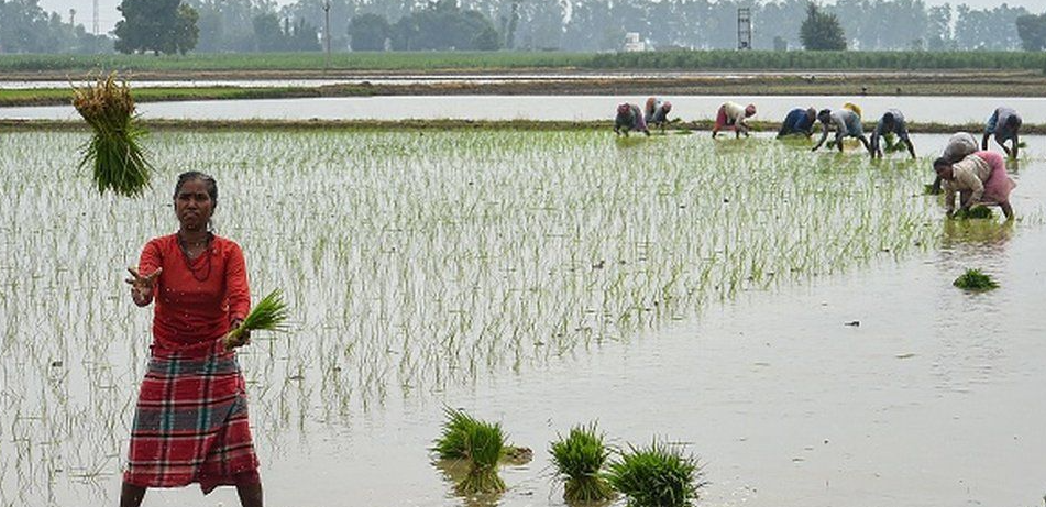 پاکستان میں چاول کی زیادہ پیداوار دینے والی ہائبرڈ اور گرین سپر رائس کی اقسام کی سفارش