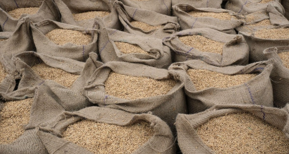 بھارت کی چاول کی برآمد پر پابندی، عالمی سطح پر اناج کی سپلائی پر دباؤ