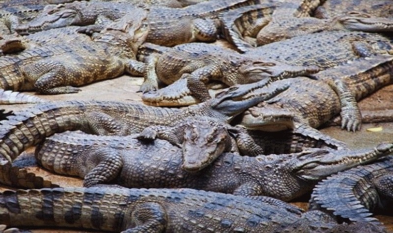 چین میں سیلاب سے فارم سےدرجنوں مگر مچھ فرار،شہریوں کو گھروں میں رہنے کی تلقین