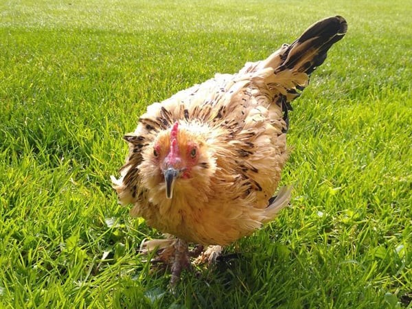 hen