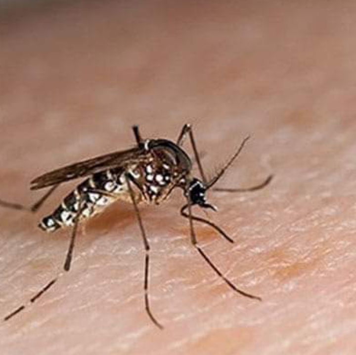 ڈینگی کے وار جاری،نئے مریضوں کی تعداد بڑھنے لگی