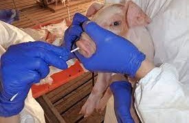 برطانیہ :پہلی بار خنزیروں میں پھیلے خطرناک وائرس کی انسانوں میں موجودگی کا انکشاف