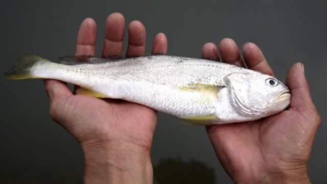 کراچی: سوا مچھلیوں نے ماہی گیروں  کو راتوں رات کروڑ پتی بنا دیا