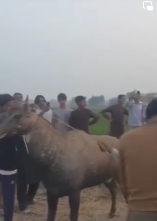 انڈین نیل گائے چھانگا مانگا جنگل میں پہنچا دی گئی