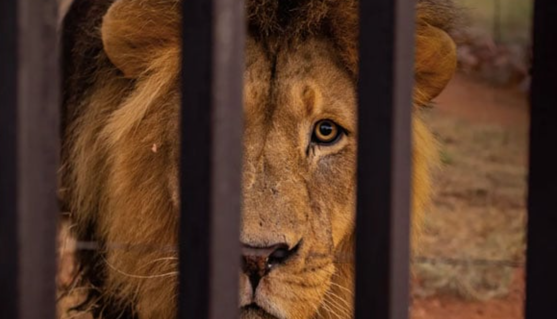 چڑیا گھر میں شہری کو شیر نےچیر پھاڑ ڈالا،شہری کی موت