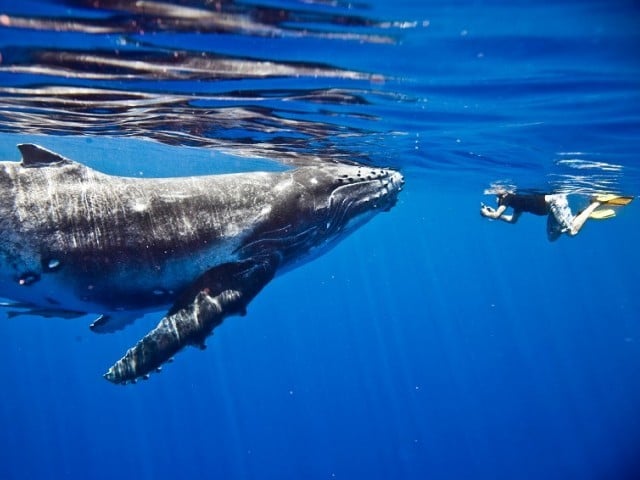 سائنس دانوں نے 20 منٹ تک وہیل سے گفتگو کا دعویٰ کردیا