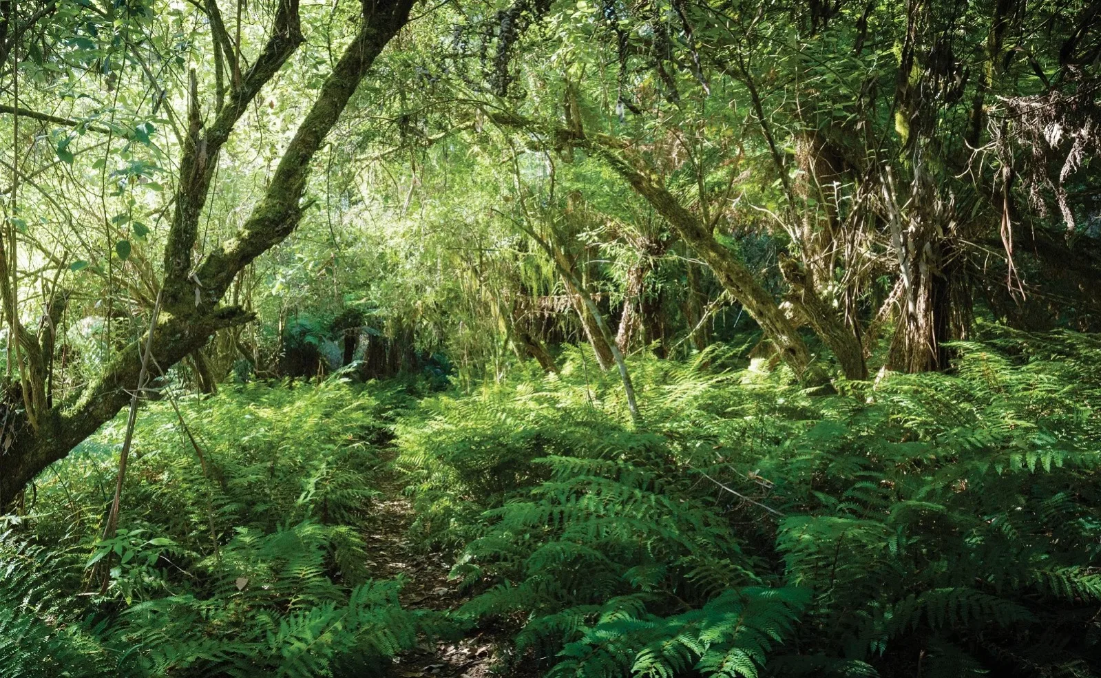 پنجاب میں درخت کاٹنے پر مکمل پابندی عائد