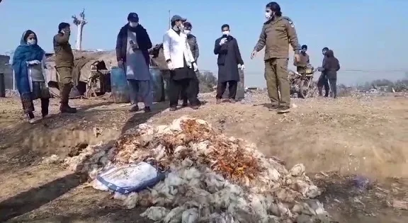 اوکاڑہ:فوڈ اتھارٹی نے 1500کلو گرام مردہ مرغیوں کا گوشت پکڑ لیا