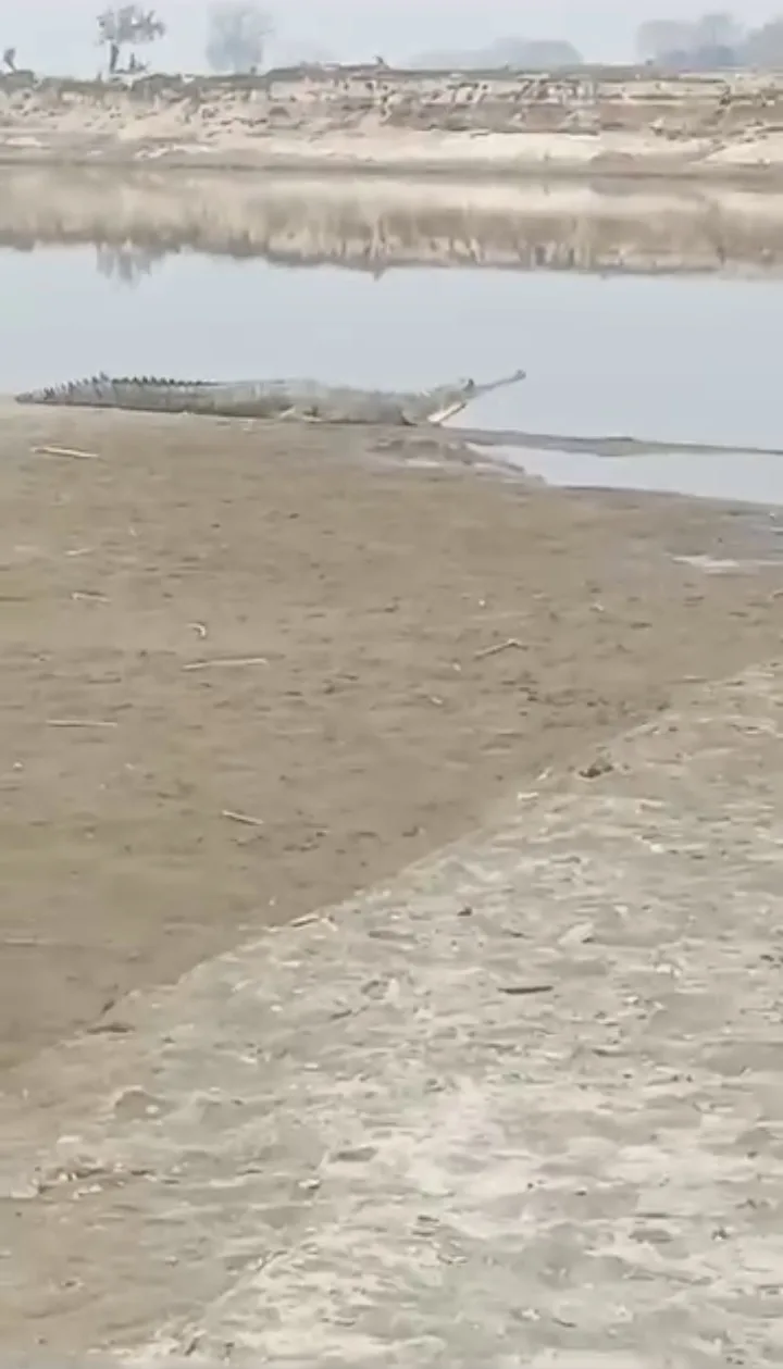 20 فٹ لمبا مگرمچھ ،لوگوں میں خوف و ہراس