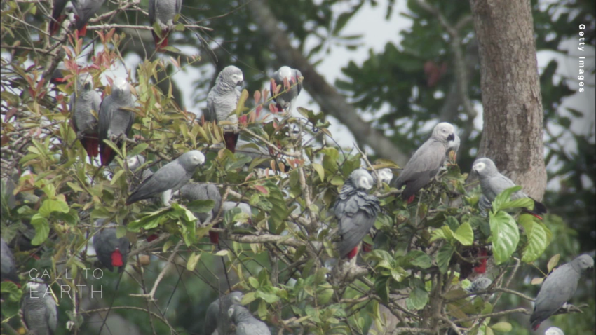 یورپ  میں  پیرٹ فیور کے کیسز  میں اضافہ