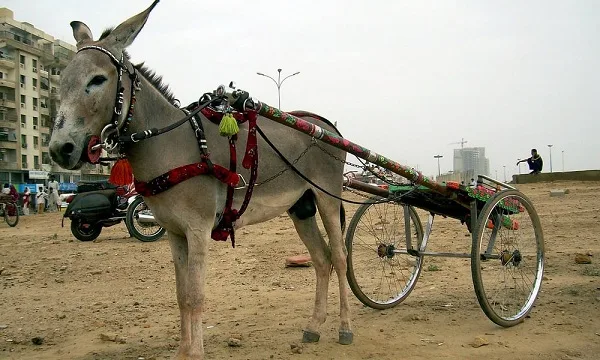 گوادر میں گدھوں کا سلاٹر ہاؤس قائم ،پیداوار بھی شروع ہو گئی