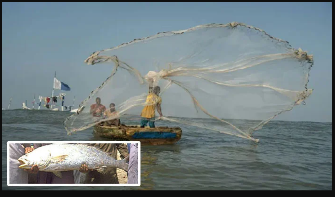 کراچی ،قیمتی اور نایاب "سوا” مچھلی ماہی گیروں نے پکڑ لی