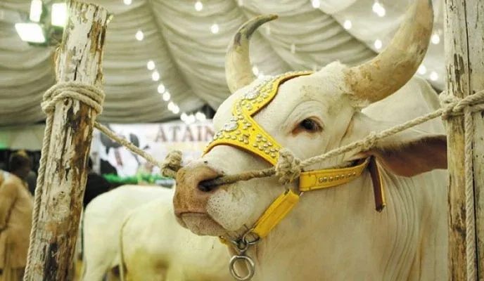 عید الاضحیٰ سے قبل کانگو وائرس کے کیسز بڑھنے کا خطرہ منڈلانے لگا