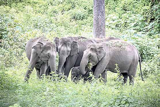 افریقی سوانا ہاتھی بھی انسانوں کی طرح  ایک دوسرے کو ‘نام’ سے پکارتے ہیں،تحقیق