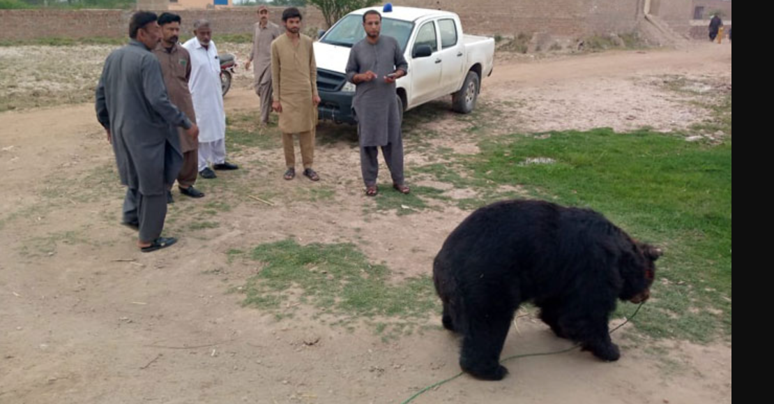 طبی ماہرین کی ٹیم نے کامیابی سےانیلہ نامی ریچھ کی  نکیل کو اتار دیا