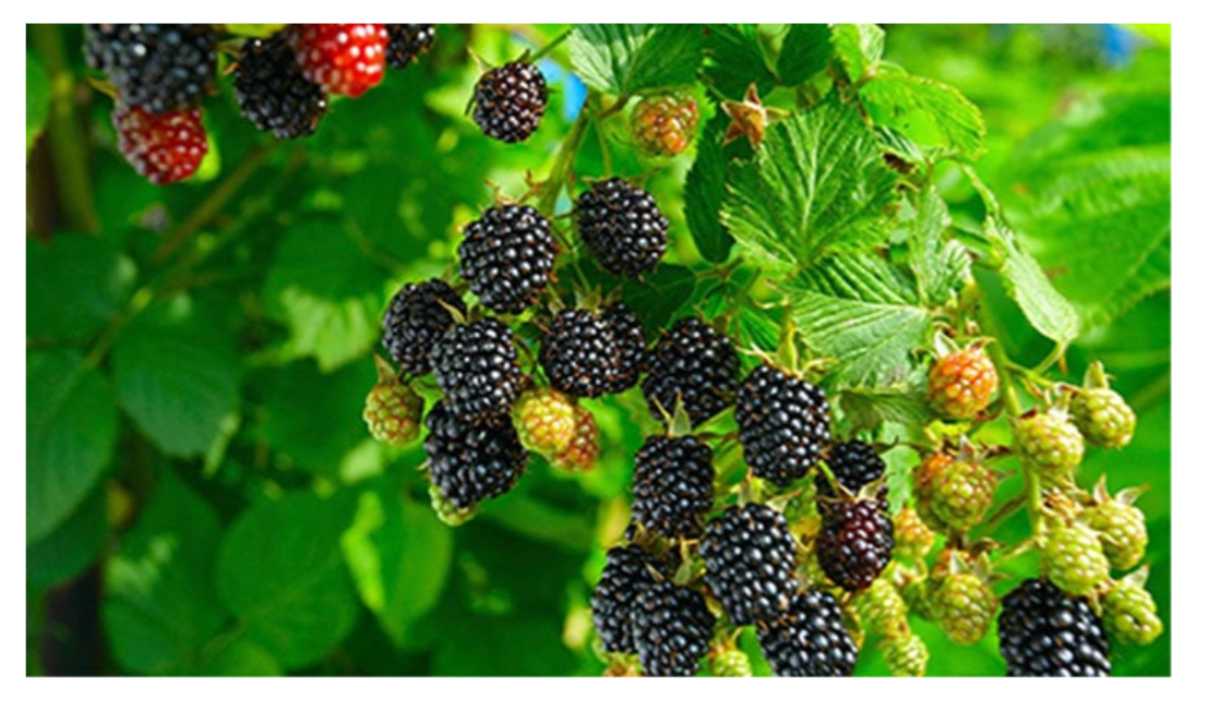 چکوال. بلیک بیری کی پاکستان میں کاشتکاری کا پہلا کامیاب تجربہ