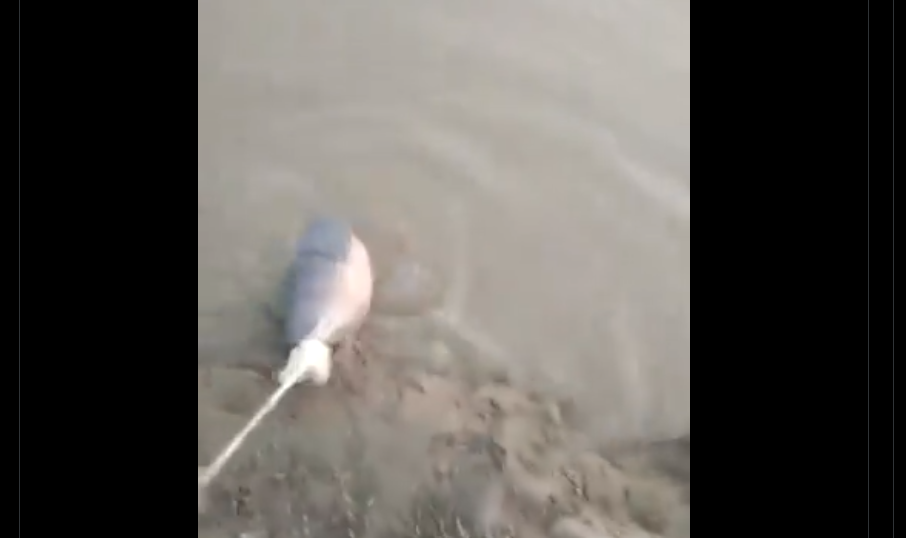 دریائے سندھ میں ڈولفن مچھلی کا شکارکرنیوالوں کا پولیس پارٹی پر حملہ،گرفتار