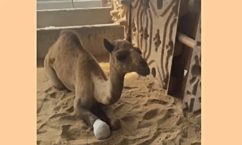 injurd camel