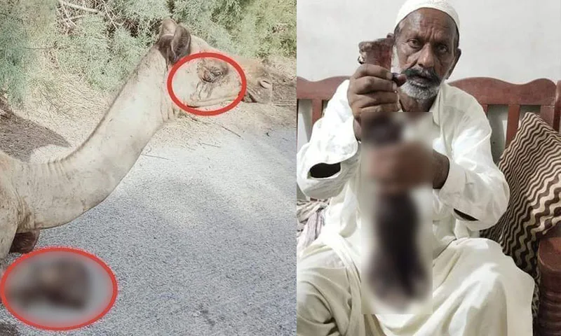 سانگھڑ،  کھیت میں داخل ہونے پر وڈیرے نے اونٹ کی ٹانگ کاٹ دی