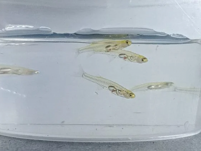 طیارے جتنی آواز پیدا کرنے والی چھوٹی مچھلی