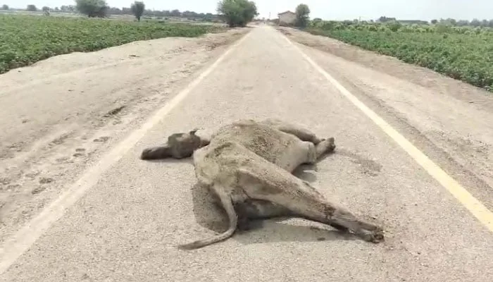 چاروں ٹانگیں کٹی مردہ اونٹنی برآمد،مالک کا بیان بھی آ گیا