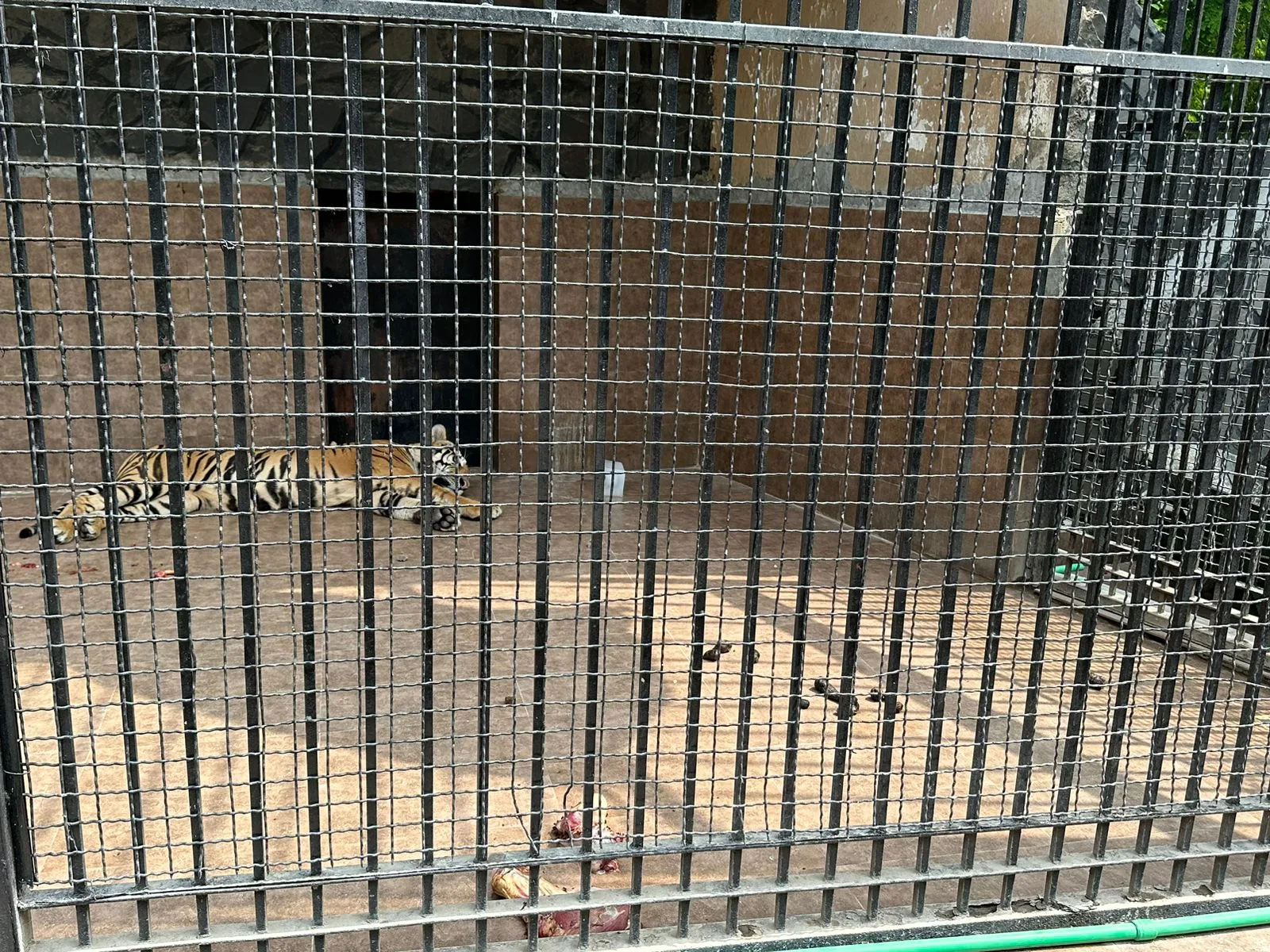 بارش کے بعد چڑیا گھر میں تالاب کا منظر،جانوروں کے پنجرے جوہڑ بن گئے