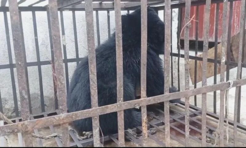 کالے ریچھ کی ضبطگی سمیت خرگوش کے شکار کی کوشش بنائی گئی ناکام