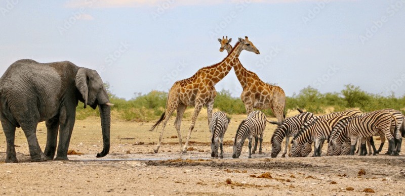 خشک سالی:نمیبیا  میں 700 سے زائد جانوروں کو مارنے کا فیصلہ