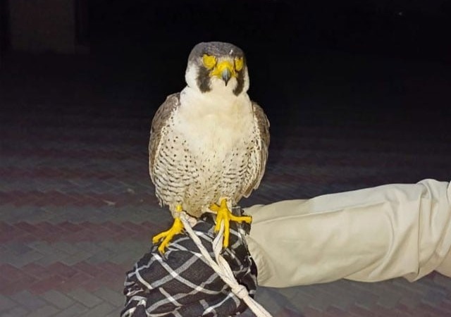 تونسہ: 10 کروڑ روپے سے زائد  مالیت کا نایاب نسل کا عقاب برآمد ،ملزم گرفتار