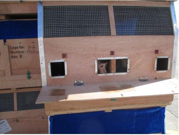 افریقی ایئر لائن بندروں کی غیر قانونی سمگلنگ میں ملوث نکلی