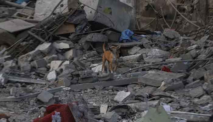 غزہ میں نسل کشی پر فرانس اور جرمنی نے بھی اسرائیل کو خبردار کردیا