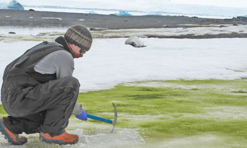 دنیا کا سرد ترین براعظم  تیزی سے سر سبز ہو رہا ہے،تحقیق