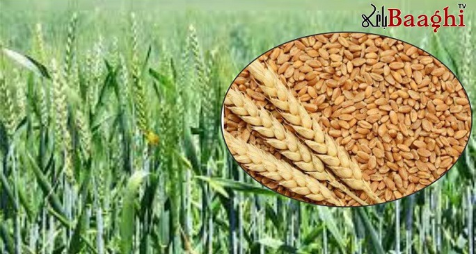 حکومت پنجاب کا گندم کی کاشت سے قبل  بلاسود قرضے دینے کی تجویز پر اتفاق