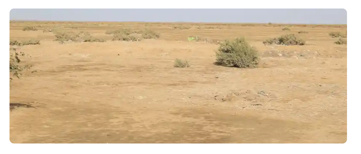 چولستان کینال منصوبہ  چولستان کو ایک نئی زندگی دے گا