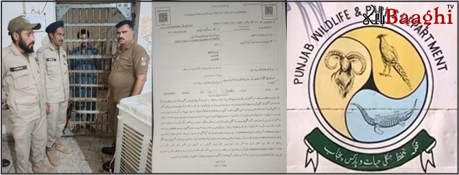 ڈسکہ: وائلڈ لائف حکام پر حملہ، مرغابیاں اور ہرن برآمد، ملزمان گرفتار
