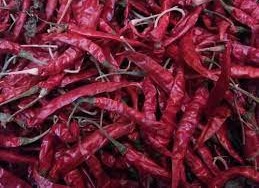 موسمیاتی تبدیلیوں کے اثرات مرچوں پر بھی ہونے لگے