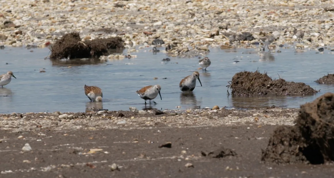 پرندوں کی بیٹ اگلی فلو وبا  روکنے میں مددگار ثابت ہو سکتی ہے، تحقیق